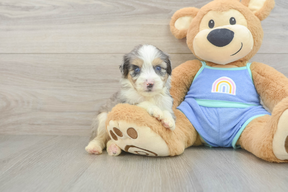 Mini Aussiedoodle Pup Being Cute