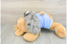 Mini Aussiedoodle Pup Being Cute
