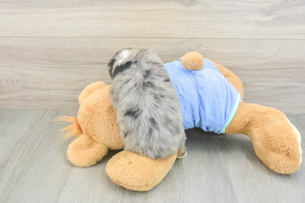 Mini Aussiedoodle Pup Being Cute