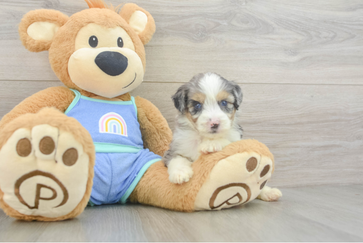 Fluffy Mini Aussiedoodle Poodle Mix Pup