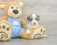 8 week old Mini Aussiedoodle Puppy For Sale - Premier Pups