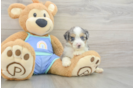 Fluffy Mini Aussiedoodle Poodle Mix Pup