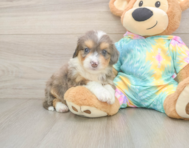 8 week old Mini Aussiedoodle Puppy For Sale - Premier Pups