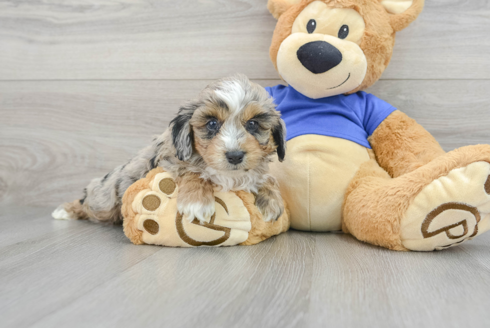 Happy Mini Aussiedoodle Baby