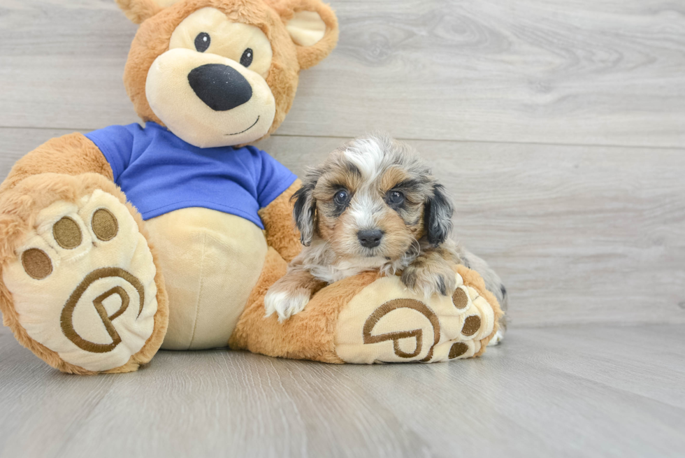 Petite Mini Aussiedoodle Poodle Mix Pup