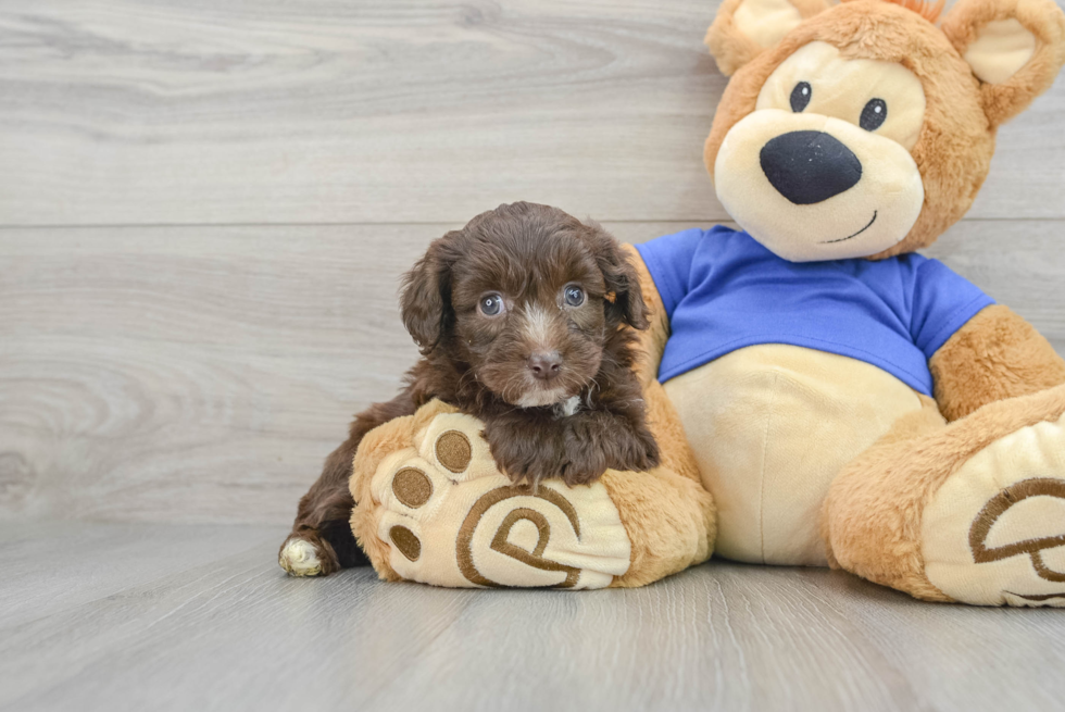 Mini Aussiedoodle Puppy for Adoption