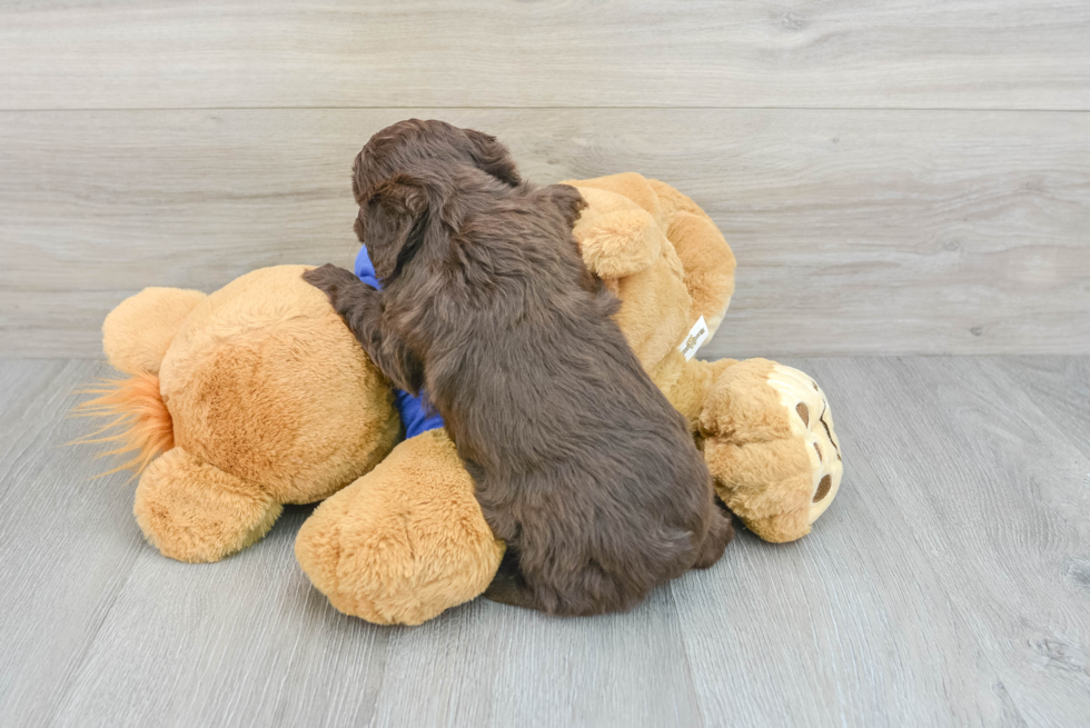 Mini Aussiedoodle Pup Being Cute