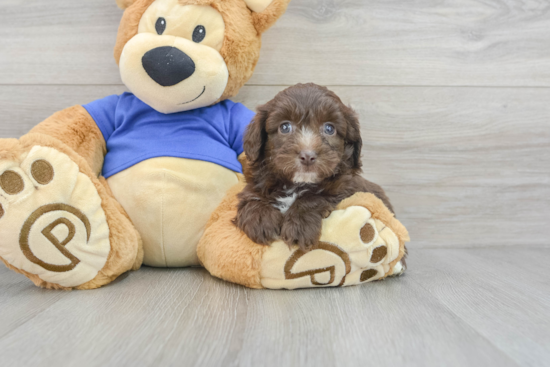 Fluffy Mini Aussiedoodle Poodle Mix Pup