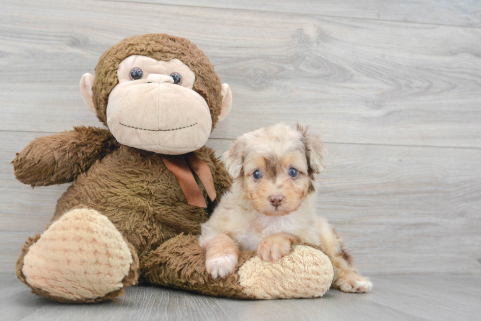 Best Mini Aussiedoodle Baby