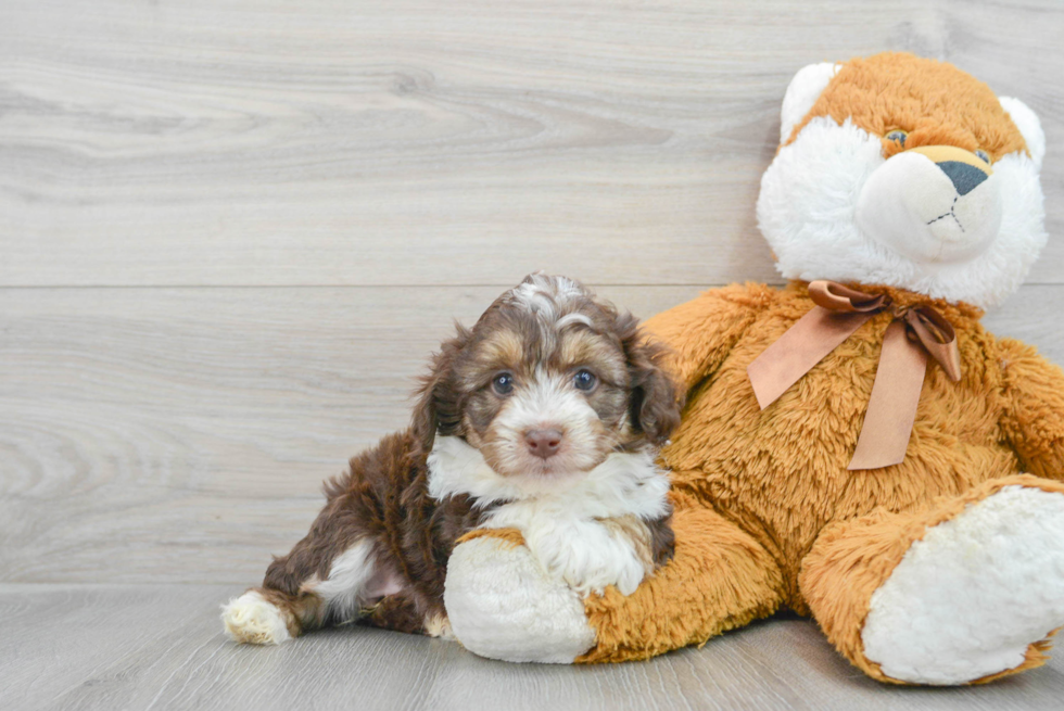 Best Mini Aussiedoodle Baby