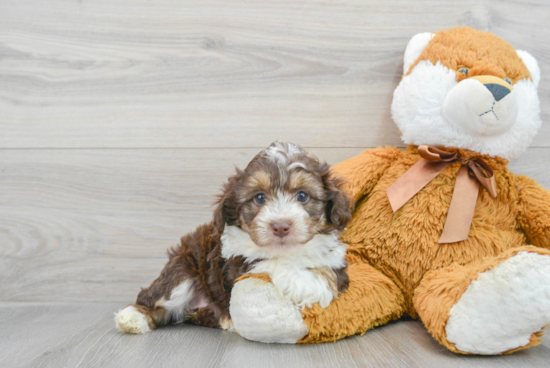 Best Mini Aussiedoodle Baby