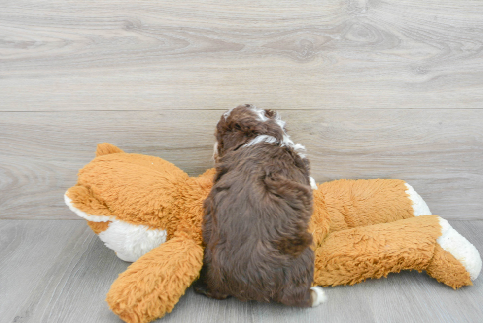 Hypoallergenic Aussiepoo Poodle Mix Puppy