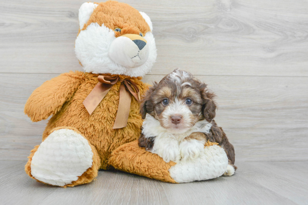 Small Mini Aussiedoodle Baby