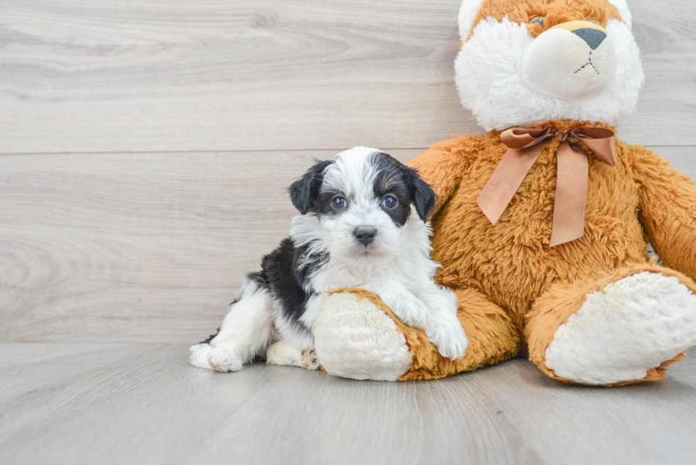 Little Aussiepoo Poodle Mix Puppy