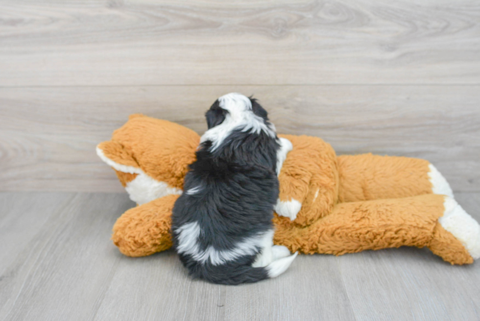 Mini Aussiedoodle Puppy for Adoption