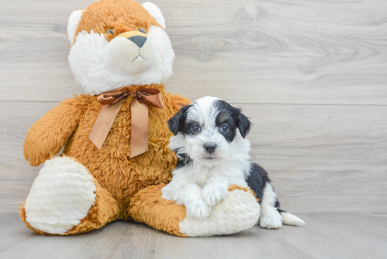 Best Mini Aussiedoodle Baby