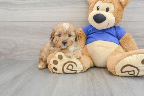 Mini Aussiedoodle Pup Being Cute