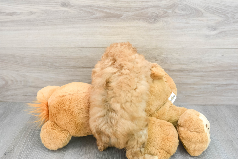 Friendly Mini Aussiedoodle Baby