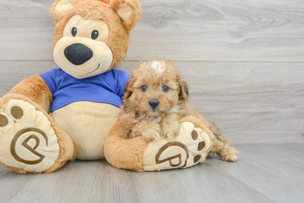 Small Mini Aussiedoodle Baby