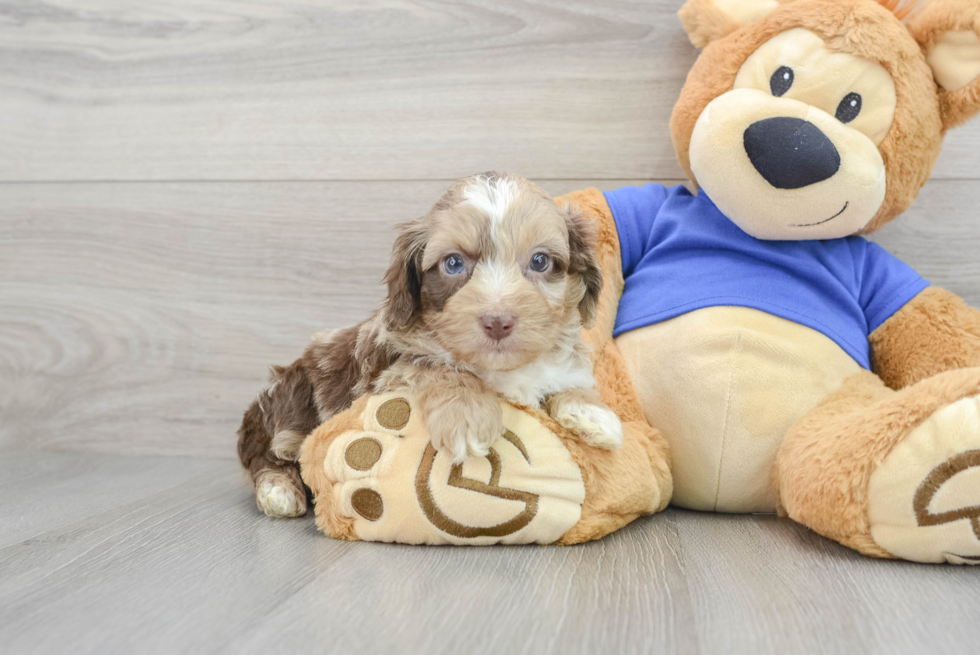 Friendly Mini Aussiedoodle Baby