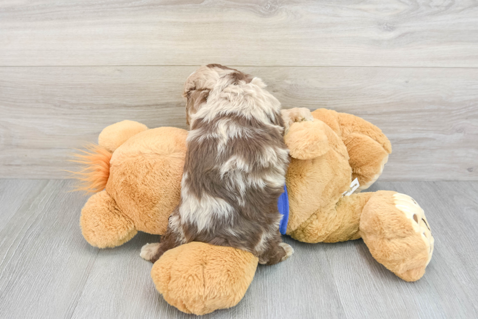 Mini Aussiedoodle Pup Being Cute