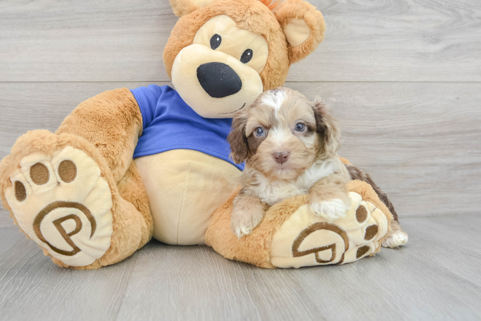 Adorable Aussiepoo Poodle Mix Puppy