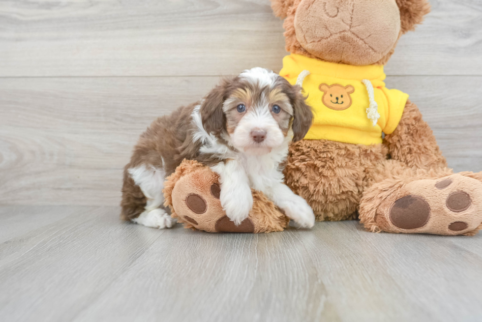 Best Mini Aussiedoodle Baby