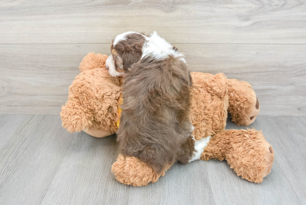 Best Mini Aussiedoodle Baby