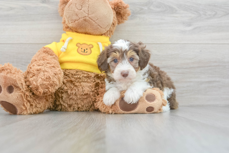 Best Mini Aussiedoodle Baby