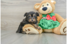 Mini Aussiedoodle Pup Being Cute