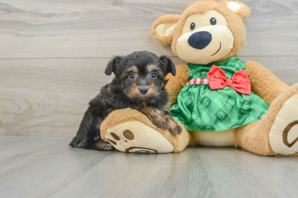 Mini Aussiedoodle Pup Being Cute