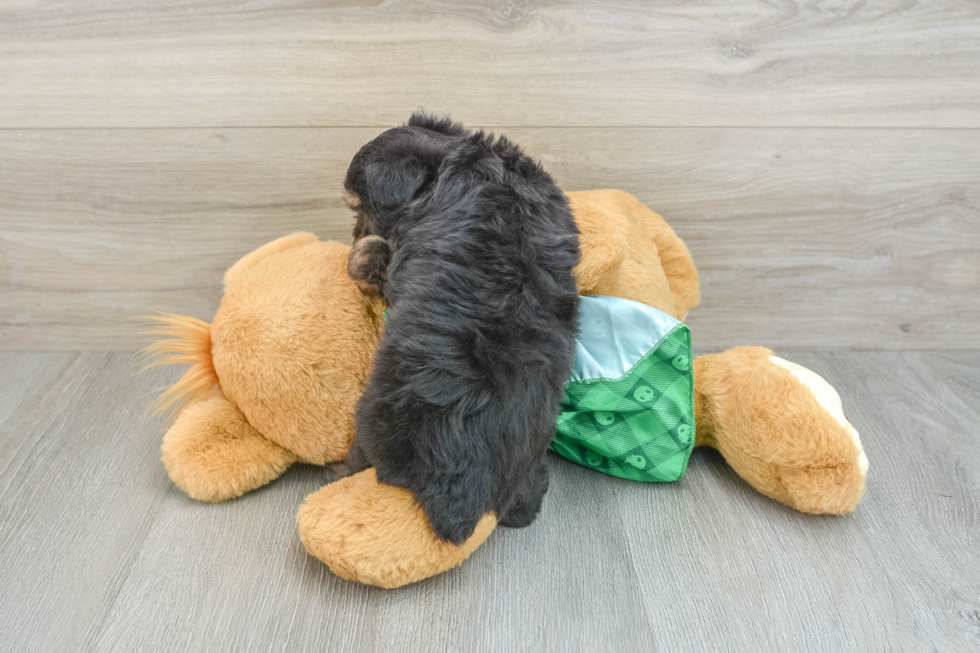 Mini Aussiedoodle Puppy for Adoption