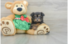 Mini Aussiedoodle Pup Being Cute