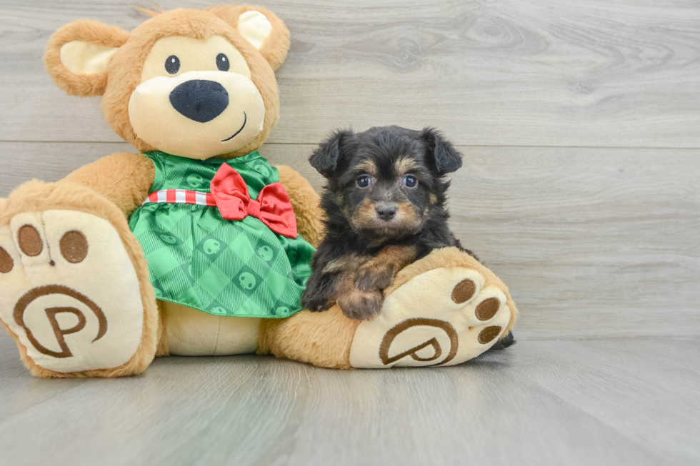 Mini Aussiedoodle Pup Being Cute