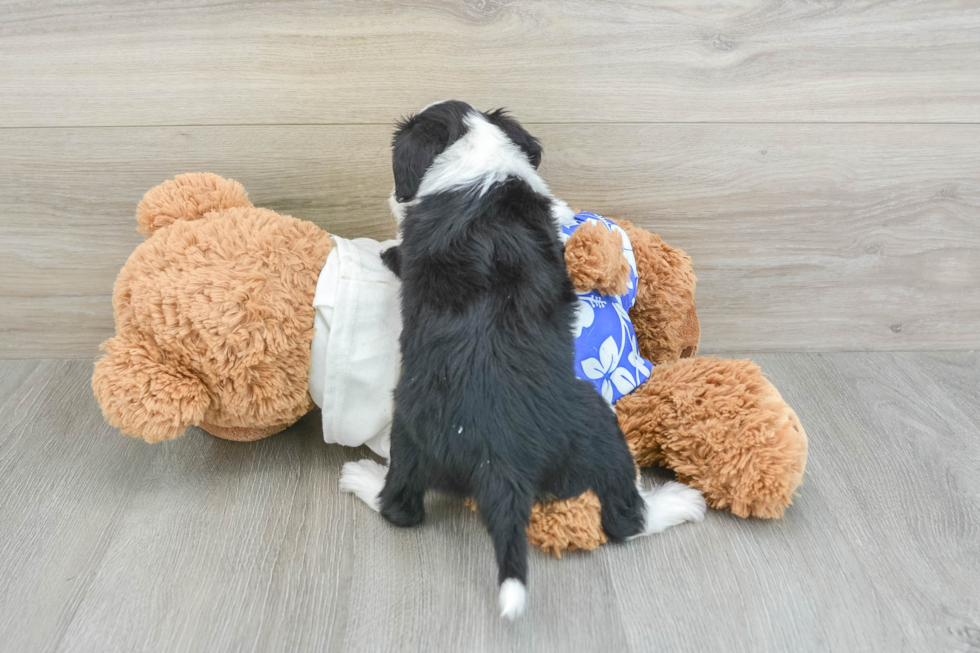 Best Mini Aussiedoodle Baby