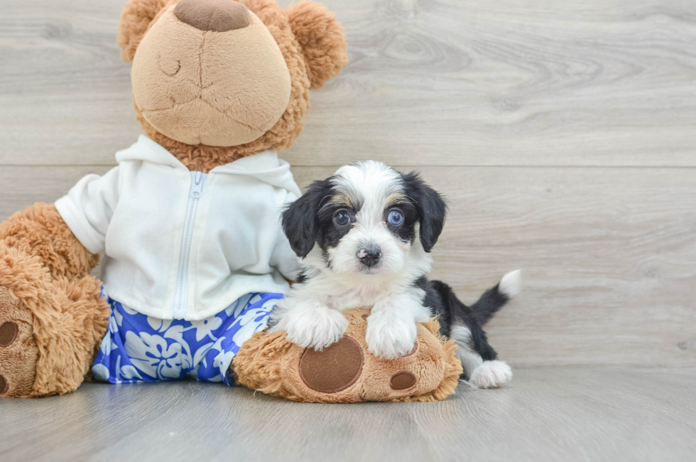 6 week old Mini Aussiedoodle Puppy For Sale - Premier Pups