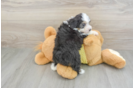 Small Mini Aussiedoodle Baby