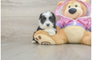 Mini Aussiedoodle Pup Being Cute
