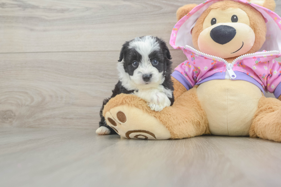 Mini Aussiedoodle Pup Being Cute
