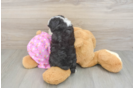 Popular Mini Aussiedoodle Poodle Mix Pup