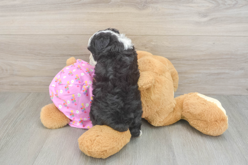 Popular Mini Aussiedoodle Poodle Mix Pup