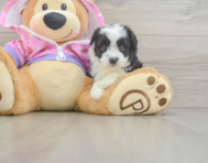 8 week old Mini Aussiedoodle Puppy For Sale - Premier Pups