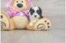 Best Mini Aussiedoodle Baby