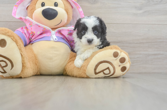 Best Mini Aussiedoodle Baby