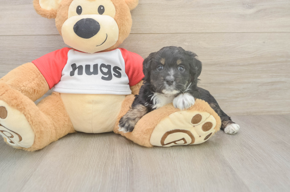 5 week old Mini Aussiedoodle Puppy For Sale - Premier Pups