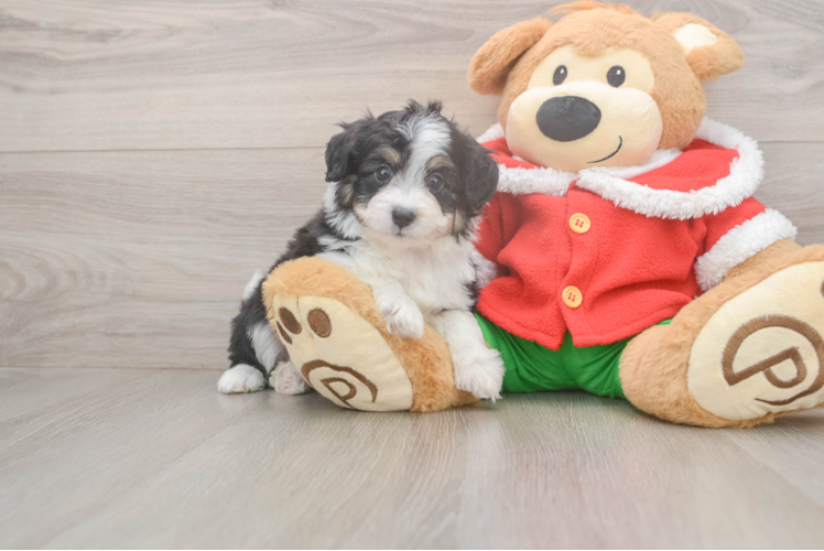 Mini Aussiedoodle Pup Being Cute