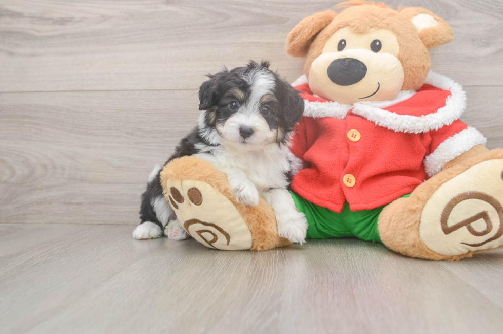 5 week old Mini Aussiedoodle Puppy For Sale - Premier Pups