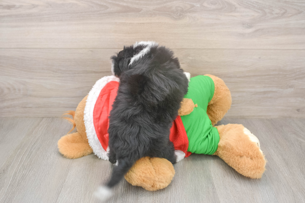 Mini Aussiedoodle Puppy for Adoption