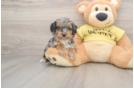 Small Mini Aussiedoodle Baby