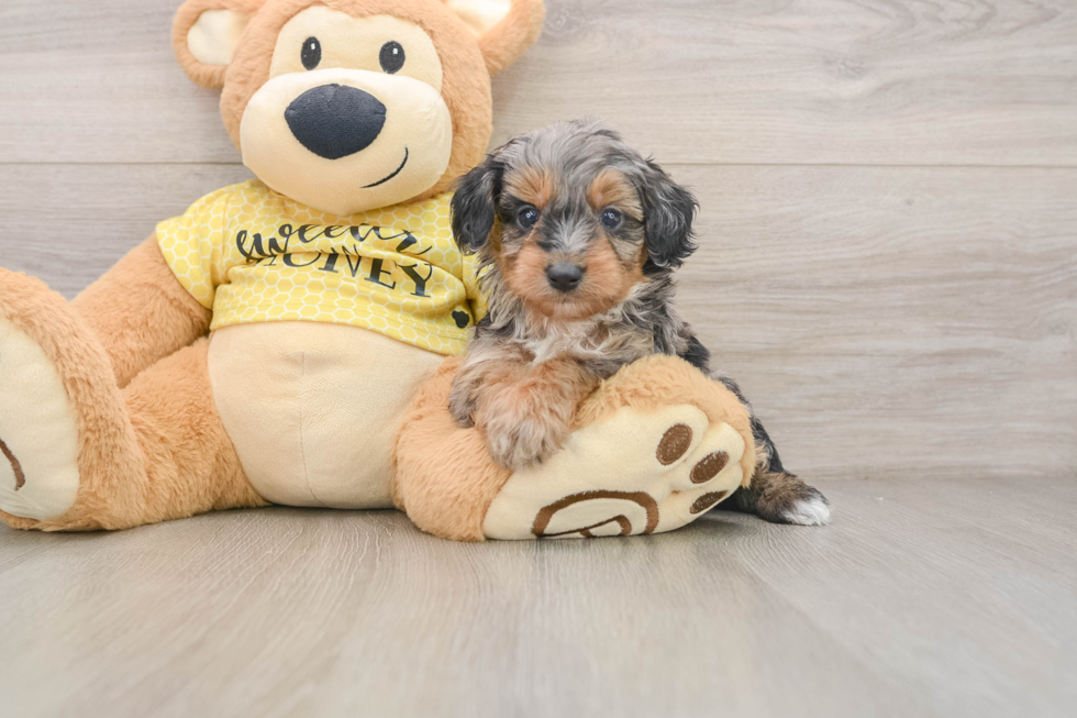 Friendly Mini Aussiedoodle Baby